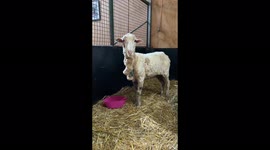 Sheep weighed down by SIX STONE of wool undergoes incredible makeover in viral video. Part Four