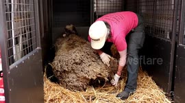 Sheep weighed down by SIX STONE of wool undergoes incredible makeover in viral video. Part Five