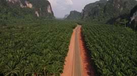 Drone flight over palm oil plantation in Krabi Province, Thailand