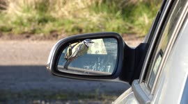 Blue Tit fights it's own reflection in the wing mirror of my car.