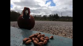 Funny Pheasant eats right in front of GoPro and just misses the post van.