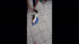 Cute beagle pup, just days old, has an intense fight with an old shirt
