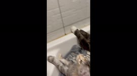 People wait out danger with cats in the shower during an air raid alert