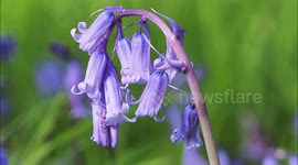Springtime Bluebells starting to bloom in the Kent countryside, UK