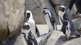 Special scale helps zookeepers weigh penguins
