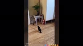 Cheeky Mr Blackbird's daring surprise visit inside house looking for meal worms