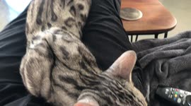 Is Ella The bengal cat even alive in this video or is she 