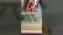 Meet the grumpy senior dog who hilariously refuses to take part in his hydrotherapy sessions