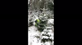 A Man cutting down my Christmas tree that was grown in this area