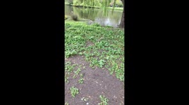 A wild squirrel in London taking a full chicken nugget from mcdonalds to there tree.