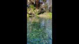 'Nature-fanatic films a 'snakebird' swimming underwater in search for food '