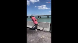 'Angler gets fishing hook stuck in a shark and tries to bring it closer to the water surface '