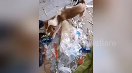 Look what a mess the dog make after staying home alone for twenty days