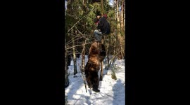 Man plays with tame bear in Russian forest