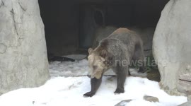 Watch as These Grizzly Bears Enjoy All of the Snow!