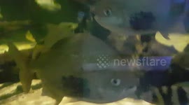 Piranha Fish Swimming in large tank look great as they swim past with other fish species