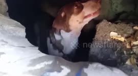 Rescuers hammer through pavement to save pet dog trapped underneath