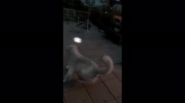 Dog Vs light | My dog reacts to a light and keeps chasing it