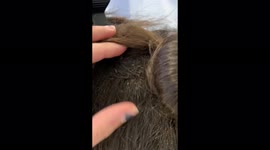 Hairdresser shares horrific LICE INFESTATION on girl's head that took NINE HOURS to remove