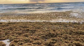 Hundreds of miles of Florida beaches covered in stinky sargassum seaweed