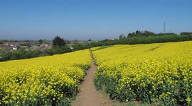 Countryside turns yellow in Kent, UK as rapeseed fields come into full bloom