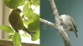 Honeycreepers are so important and conservationists are trying to save them