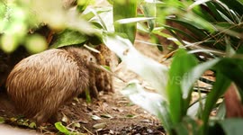 The Kiwi Is One of the Coolest Birds in the World and It’s Native to New Zealand