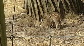 New Piglets were running around while enjoying the hot weather