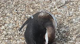 Penguins were swimming to keep cool as it was hot outside