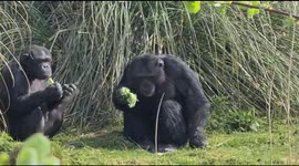 Chimpanzees was eating fruits and drinking out the river to keep cool