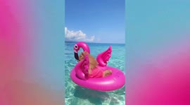 Adorable Pomeranian floats on inflatable flamingo at beach in the Philippines