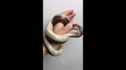 temp