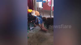 Jealous pet dog pulls grandmother's skirt to make her put cat down