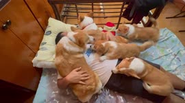 Corgis just love to show how much they appreciate you. They are so demonstrative.