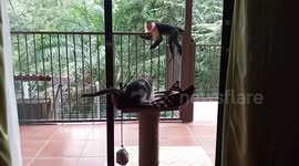 Wild monkey pesters homeowner and his pet cat in Costa Rica
