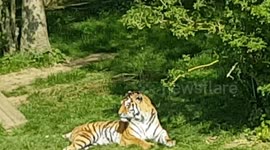 Siberian Tiger cat was resting during the heat
