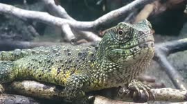 Lizard reptile was resting on a tree branch