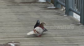 Pigeons Dancing ...and maybe a little bit more than what I asked for!