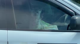 Going in Doggie Style!!! This cool canine is wearing a formal tie while being chauffeured around town!!!