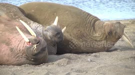 Cold wet walruses try to push in to basking pod for warmth – only to get repelled