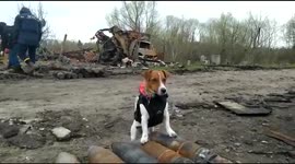 Diligent dog guards spent shells collected by emergency workers in Bucha, Ukraine