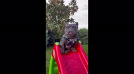 French bulldog sliding and swinging, most adorable video ever!