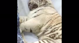 White tiger evacuated from Kharkiv Ecopark amid Ukraine war