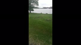 A gaggle of geese grassing on the waterfront in K-town. Beauty