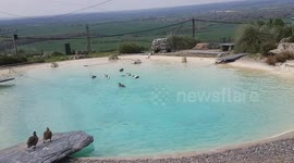 Ducks go for a swim to cool off in the heat