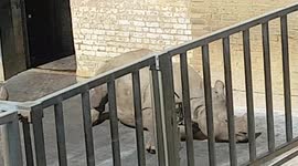Two Rhinos was laying around soaking up the sun