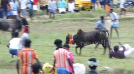 Angry bulls threw the participants on air in an annual bull chasing event in Tamilnadu