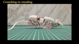 Searches for survivors at disaster sites may soon be carried out by ROBOT RATS