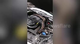 Shocked mechanics find HUGE python stuck inside Mercedes engine