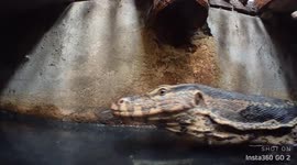 Close-up view of huge monitor lizard prowling through sewer in Thailand